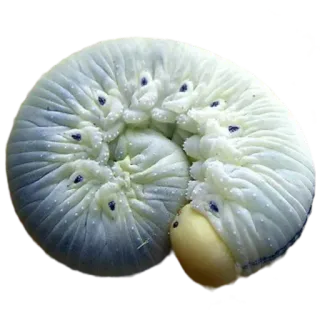 🤍 2748d8ce 애벌레, 곤충, 자연, 벌레, 유충 telegram sticker