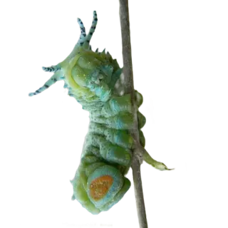 💜 3e97b7f7 애벌레, 곤충, 자연, 초록, 유충, 동물 telegram sticker