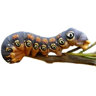 💛 6421ce76 애벌레, 곤충, 자연, 야생 동물, 동물, 매크로 telegram sticker