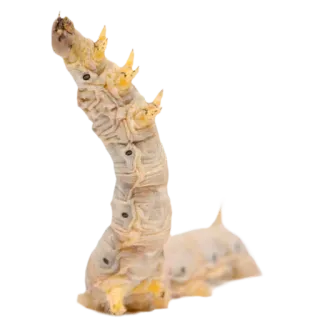 🐛 6b52ea5f 애벌레, 곤충, 유충, 벌레, 동물 telegram sticker