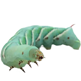 💙 7a41fb11 애벌레, 곤충, 자연, 유충, 초록색, 벌레 telegram sticker