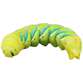 💛 82d9c9b9 애벌레, 곤충, 녹색, 동물, 유충 telegram sticker