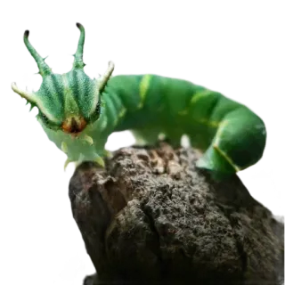 🐲 b1c3479d 애벌레, 곤충, 초록색, 자연, 동물, 유충 telegram sticker