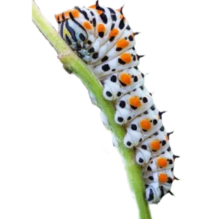 🤍 bbc40c38 애벌레, 곤충, 자연, 벌레, 동물, 야생 동물 telegram sticker