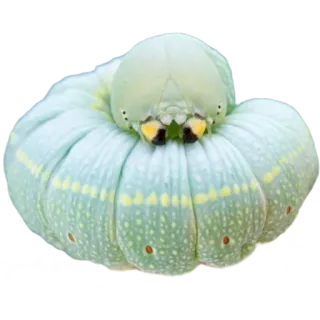 🤍 f9b244c0 애벌레, 곤충, 자연, 유충, 동물, 초록색, 벌레 telegram sticker