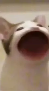 😮 83c50572 gato, meme, gracioso, animal, pop cat telegram sticker