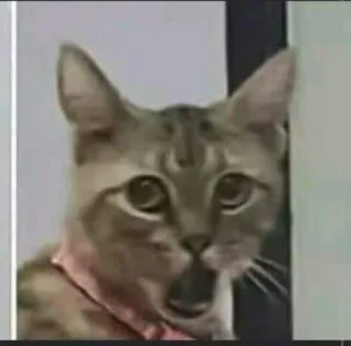 😯 91dfab65 gato, animal, mascota, sorpresa, impactado telegram sticker