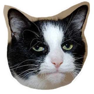 😐 174297be kucing, hewan peliharaan, hewan, mamalia, kucing domestik, hitam putih whatsapp sticker