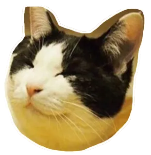 ☺️ 1a085e3c kucing, hewan, hewan peliharaan, hewan domestik, mamalia, felidae, kucing domestik whatsapp sticker