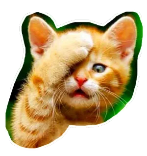 🙈 1d6030c8 kucing, anak kucing, hewan, imut, peliharaan, oranye, menutupi wajah, kucing oranye whatsapp sticker