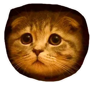 😟 3bae7775 kucing, anak kucing, imut, hewan, hewan peliharaan, kucing domestik, scottish fold whatsapp sticker