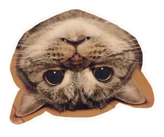 🙃 5616b383 kucing, anak kucing, binatang, hewan peliharaan, lucu, lucu, terbalik, stiker whatsapp sticker