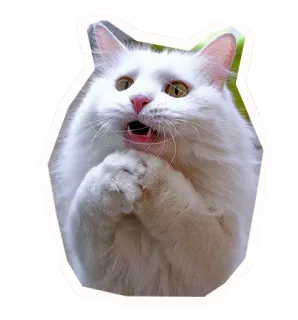 🙌 68d51656 kucing, kucing putih, memohon, hewan lucu, berbulu, hewan peliharaan whatsapp sticker