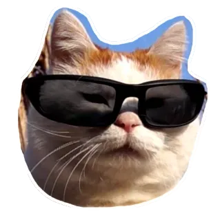 😎 6d04714a kucing, kacamata hitam, keren, binatang, hewan peliharaan, meme whatsapp sticker