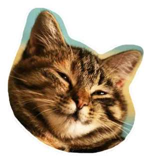 😈 73a0349a kucing, hewan, binatang peliharaan, hewan peliharaan, belang, felin whatsapp sticker