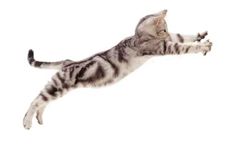 😠 7f35d4f0 kucing, melompat, hewan, hewan peliharaan, tabby perak, lucu whatsapp sticker