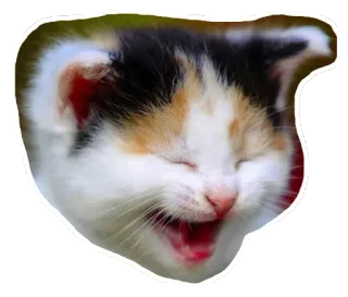 😄 8bac4c5e anak kucing, kucing, hewan, hewan peliharaan, imut, belang tiga, bahagia, tersenyum whatsapp sticker