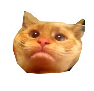 ☹ 91552755 kucing, meme, lucu, binatang, kucing oren, sedih, imut whatsapp sticker