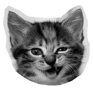 😏 c8ff0fc6 anak kucing, kucing, hewan, hewan peliharaan, lucu whatsapp sticker