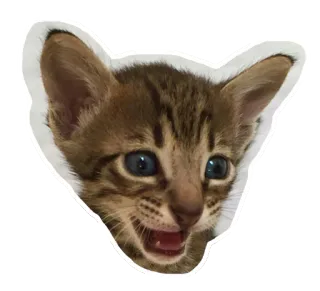 😀 e85fd1e4 kucing, anak kucing, binatang, hewan peliharaan, imut, felin, kucing domestik whatsapp sticker