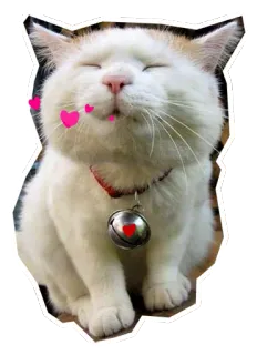 😘 f66926be kucing, binatang, stiker, hati, imut, hewan peliharaan, kucing domestik whatsapp sticker