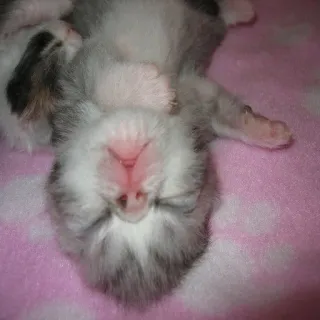 😊 0ab1eae6 anak kucing, kucing, tidur, imut, hewan, bayi yang baru lahir telegram sticker