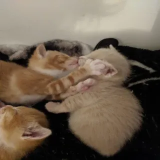 🥰 1bb676aa anak kucing, kucing, hewan, hewan peliharaan, lucu, tidur, kucing tabby oranye telegram sticker