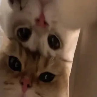 🐱 30c9d6de kucing, hewan peliharaan, hewan, lucu telegram sticker