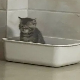 😑 3e2a51db kucing, anak kucing, hewan, hewan peliharaan, kotak telegram sticker