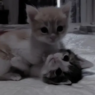 🔞 3e2d61de anak kucing, kucing, imut, binatang, hewan peliharaan, kucing domestik telegram sticker