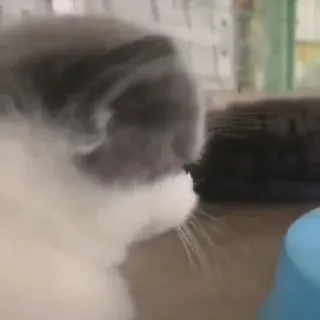 😶 5151a08a kucing, hewan, binatang peliharaan, hewan peliharaan, anak kucing telegram sticker