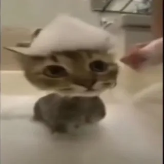 🤩 644453d5 kucing, anak kucing, gelembung, mandi, hewan, hewan peliharaan, binatang peliharaan telegram sticker