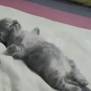 😞 6bbb21c0 kucing, anak kucing, tidur, hewan, lucu, hewan peliharaan telegram sticker