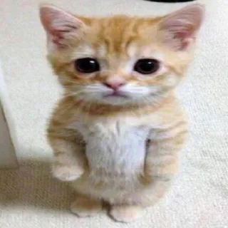 😕 7ea6a8a9 kucing, anak kucing, lucu, hewan peliharaan, hewan, jahe, menggemaskan, berdiri telegram sticker