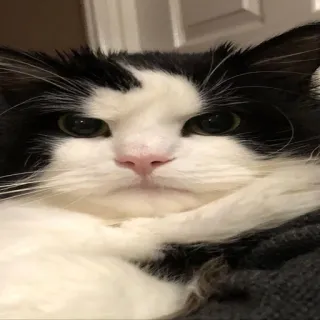 🤨 88cee35a kucing, kucing hitam putih, binatang, kucing domestik, hewan peliharaan, kucing lucu telegram sticker