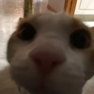 🙃 8e7b863b kucing, hewan peliharaan, binatang, oranye, putih, close-up, lucu, meme telegram sticker