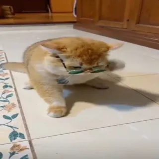 😎 9883b7ab kucing, kacamata hitam, hewan peliharaan, hewan, kucing domestik, imut telegram sticker