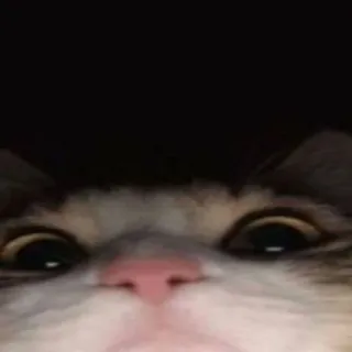 🙂 c6b5d00b kucing, hewan, peliharaan, mata, close up, lucu, meme, imut telegram sticker