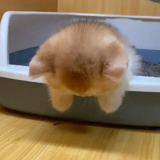 😔 d7f28c0e kucing, anak kucing, lucu, hewan, hewan peliharaan, kotak pasir telegram sticker