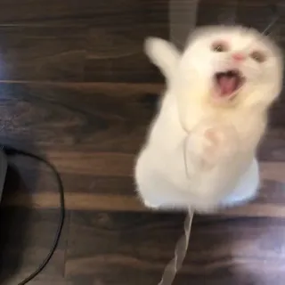 😡 e17733dc kucing, hewan, meme, lucu, teriakan, menari telegram sticker