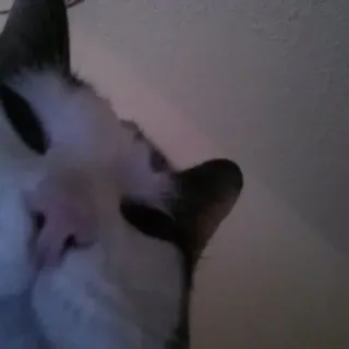 😠 ec0d6001 kucing, hewan, peliharaan telegram sticker