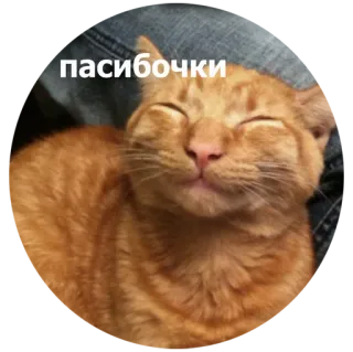 ☺️ 01a1f53a пасибочки chat, mignon, mème, animal whatsapp sticker