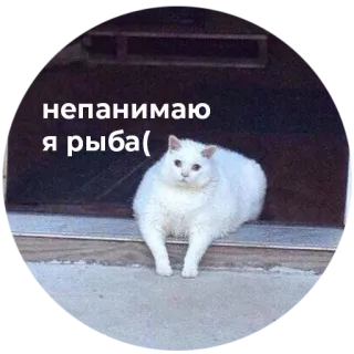 😣 1768e235 непанимаю
я рыба( chat, animal, drôle, russe, mème whatsapp sticker