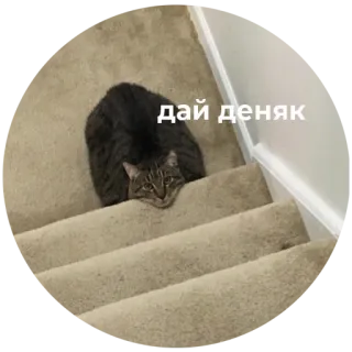 🤑 251fbd6e дай деняк chat, escalier, demande, argent whatsapp sticker