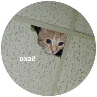 👋 2c6fba41 oxae chat, animal, mème, regardant whatsapp sticker