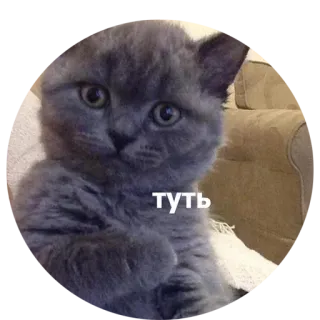 ❤ 473c5065 туть chat, mignon, chaton, animal, gris whatsapp sticker