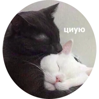 💋 5aba7eb3 циую chats, chat noir, chat blanc, mignon, animaux, câlin whatsapp sticker