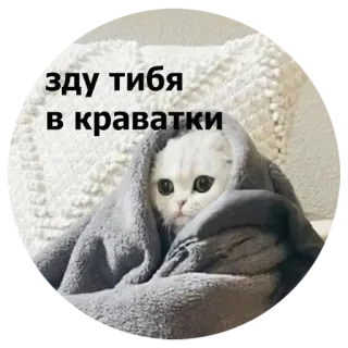 😴 bfd2a25a жду тибя в кроватки chat, lit, couverture, mignon, russe, attente whatsapp sticker