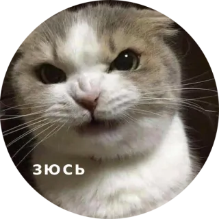 😡 d8a1473d ЗЮСЬ chat, en colère, mème, félin, animal de compagnie whatsapp sticker