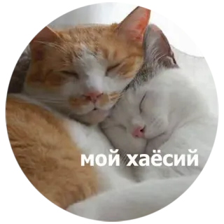 💑 d9089f6d мой хаёсий chats, animaux, mignon, animaux de compagnie whatsapp sticker